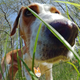 Close-up of dog sniffing grass